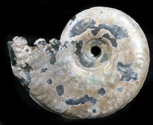 Iridescent Sublunduloceras Ammonite Fossil - Russia #34598